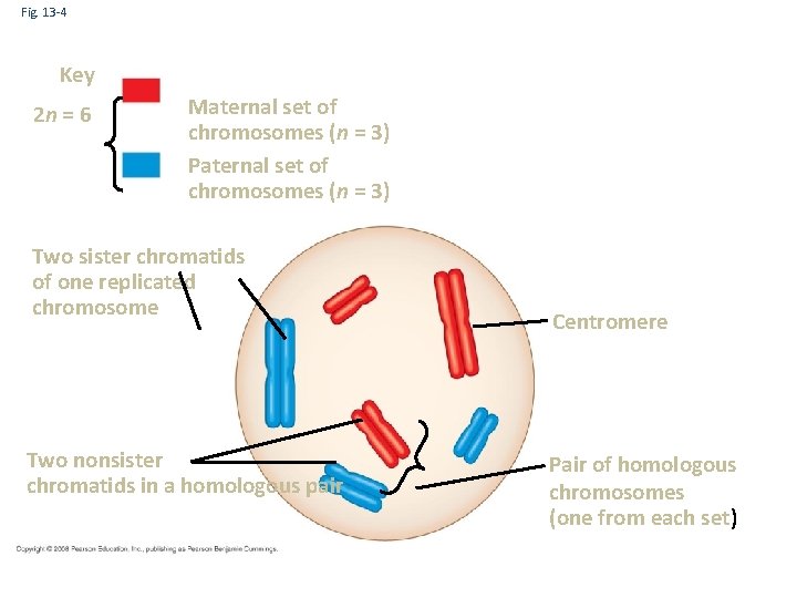 Fig. 13 -4 Key 2 n = 6 Maternal set of chromosomes (n =