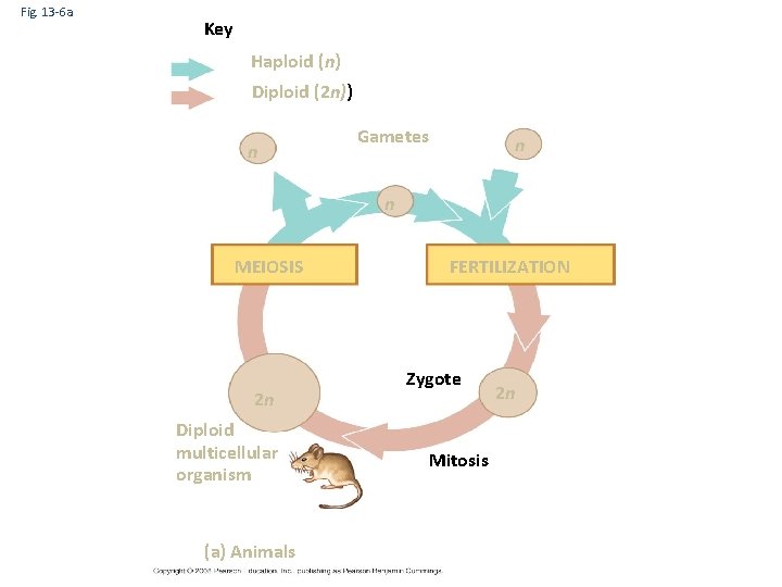 Fig. 13 -6 a Key Haploid (n) Diploid (2 n)) n Gametes n n