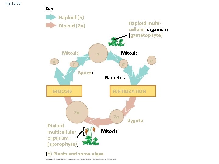 Fig. 13 -6 b Key Haploid (n) Diploid (2 n) Mitosis n Haploid multicellular