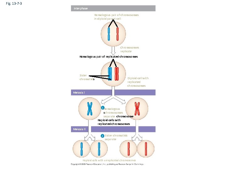 Fig. 13 -7 -3 Interphase Homologous pair of chromosomes in diploid parent cell Chromosomes