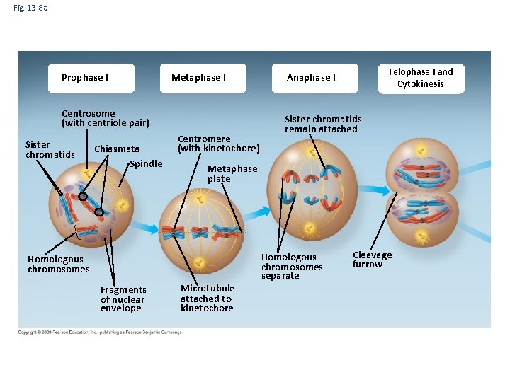 Fig. 13 -8 a Prophase I Metaphase I Centrosome (with centriole pair) Sister chromatids