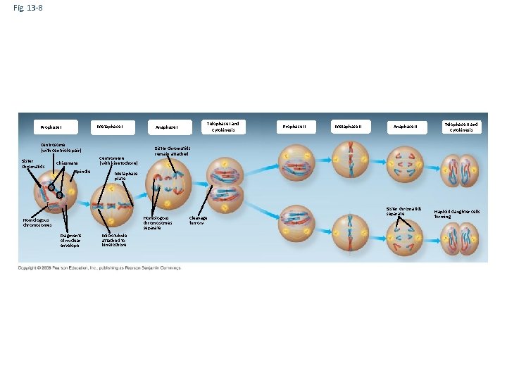 Fig. 13 -8 Metaphase I Prophase I Centrosome (with centriole pair) Sister chromatids Chiasmata