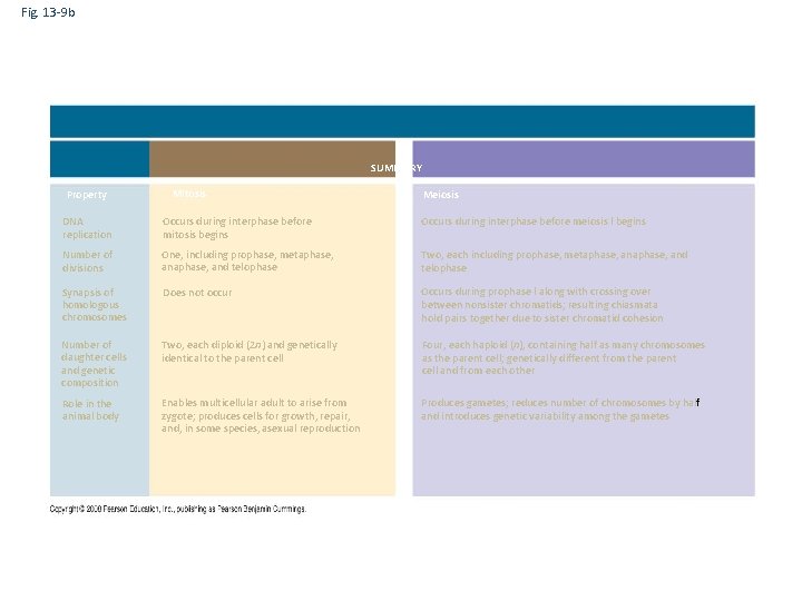 Fig. 13 -9 b SUMMARY Property Mitosis Meiosis DNA replication Occurs during interphase before