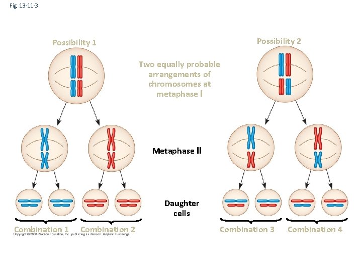 Fig. 13 -11 -3 Possibility 2 Possibility 1 Two equally probable arrangements of chromosomes