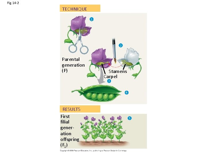 Fig. 14 -2 TECHNIQUE 1 2 Parental generation (P) Stamens Carpel 3 4 RESULTS