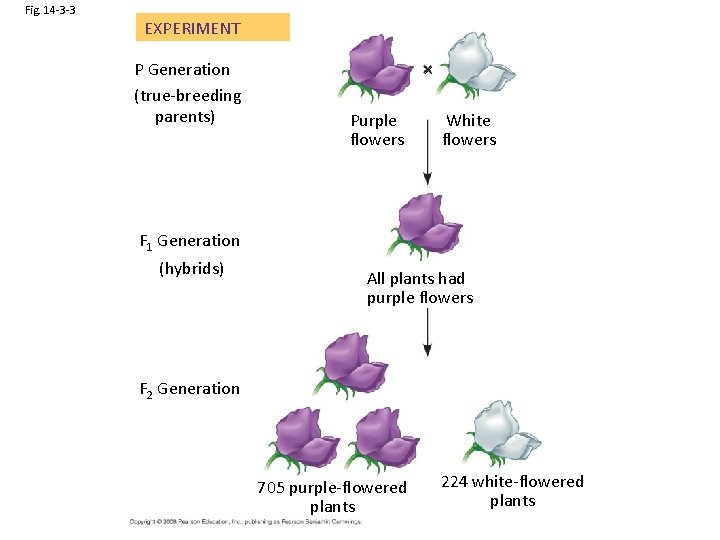 Fig. 14 -3 -3 EXPERIMENT P Generation (true-breeding parents) Purple flowers White flowers F