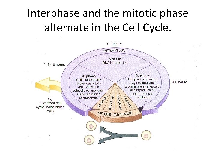 Interphase and the mitotic phase alternate in the Cell Cycle. 