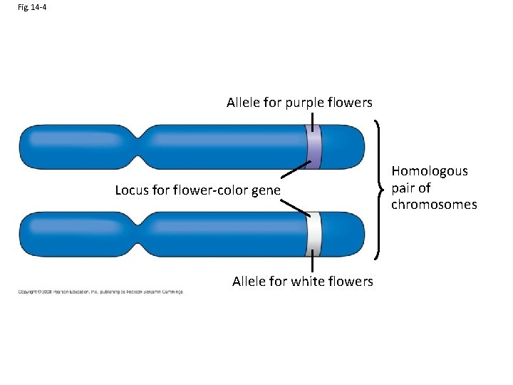 Fig. 14 -4 Allele for purple flowers Locus for flower-color gene Allele for white