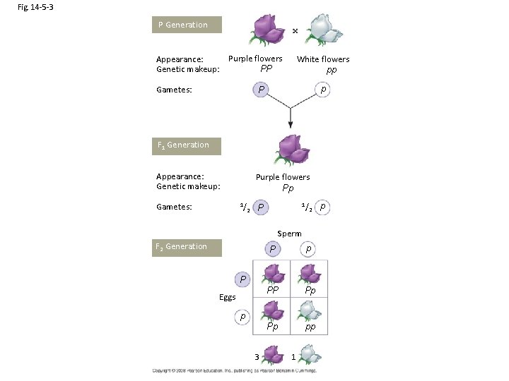 Fig. 14 -5 -3 P Generation Purple flowers Appearance: Genetic makeup: PP Gametes: White