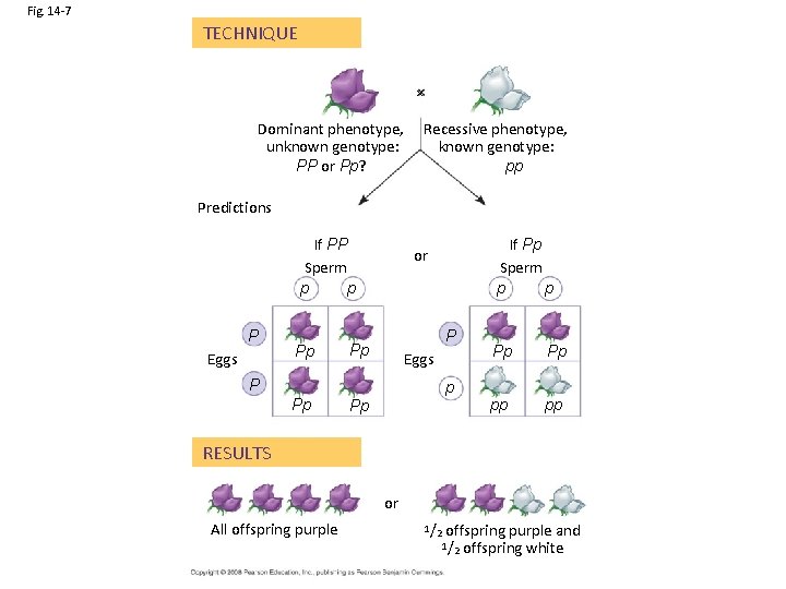 Fig. 14 -7 TECHNIQUE Dominant phenotype, unknown genotype: PP or Pp? Recessive phenotype, known