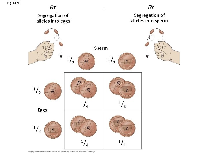 Fig. 14 -9 Rr Segregation of alleles into eggs Rr Segregation of alleles into