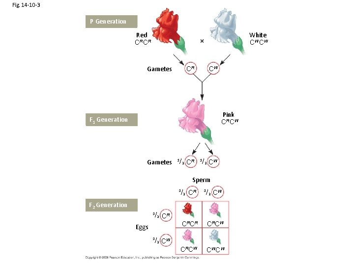 Fig. 14 -10 -3 P Generation Red CRCR White CW CW Gametes CR CW