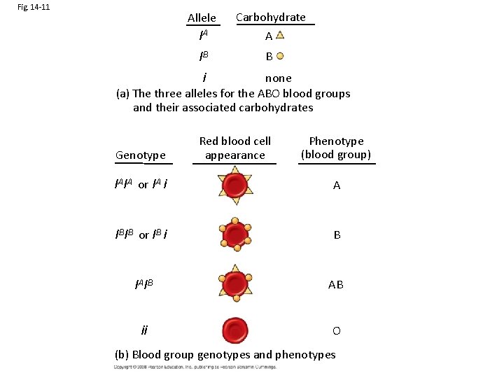 Fig. 14 -11 Allele IA Carbohydrate A IB B none i (a) The three
