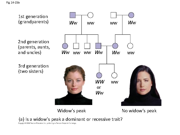 Fig. 14 -15 b 1 st generation (grandparents) 2 nd generation (parents, aunts, and