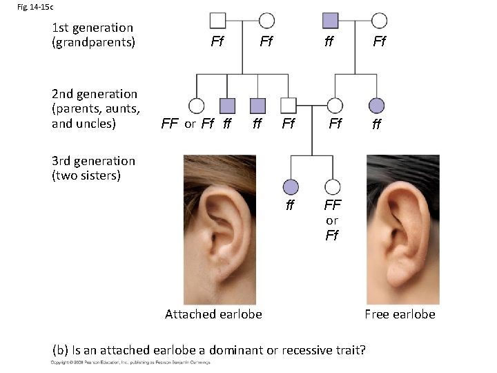 Fig. 14 -15 c 1 st generation (grandparents) 2 nd generation (parents, aunts, and