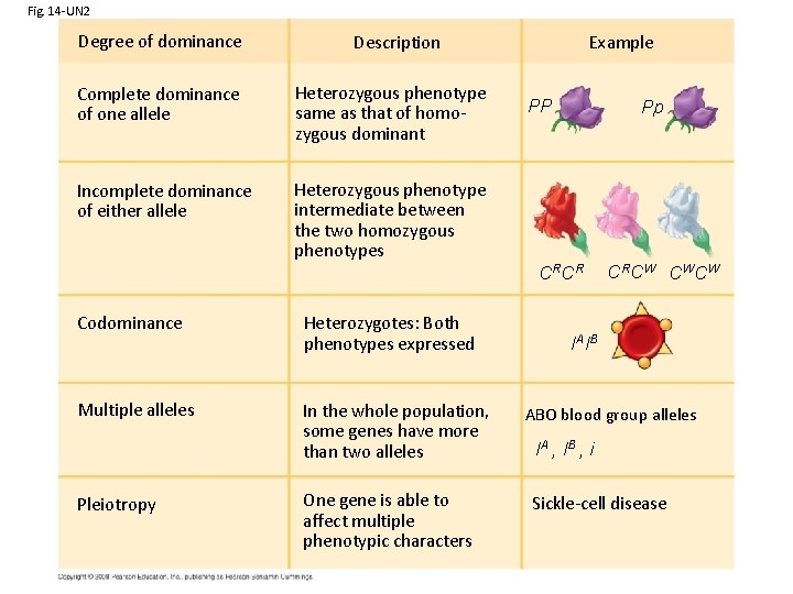 Fig. 14 -UN 2 Degree of dominance Example Description Complete dominance of one allele