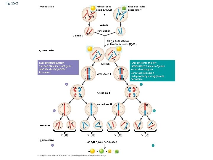 Fig. 15 -2 P Generation Yellow-round seeds (YYRR) Y Y R r R y
