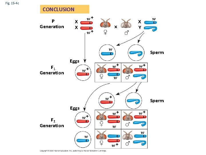 Fig. 15 -4 c CONCLUSION P Generation X X w+ w+ X Y w