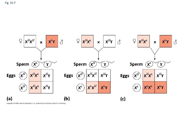 Fig. 15 -7 XN XN Sperm Xn Xn Y Sperm XN Y Eggs XN