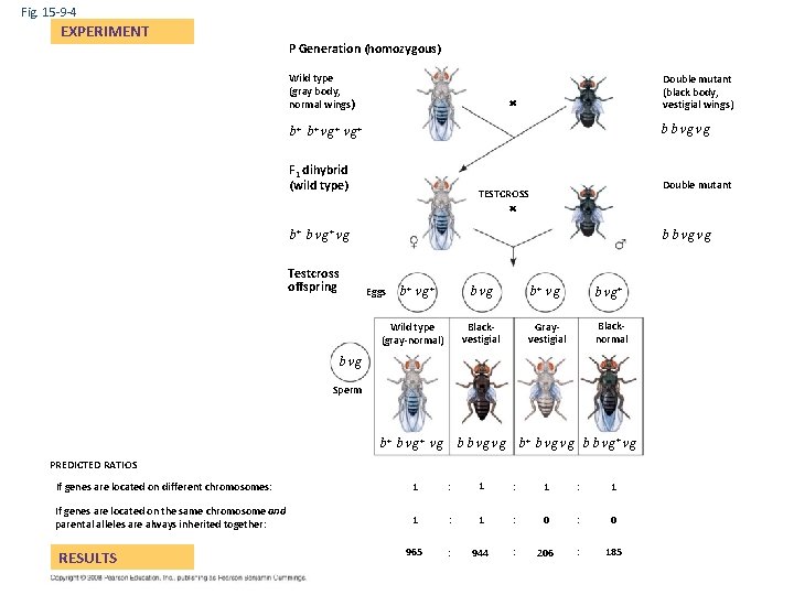 Fig. 15 -9 -4 EXPERIMENT P Generation (homozygous) Wild type (gray body, normal wings)