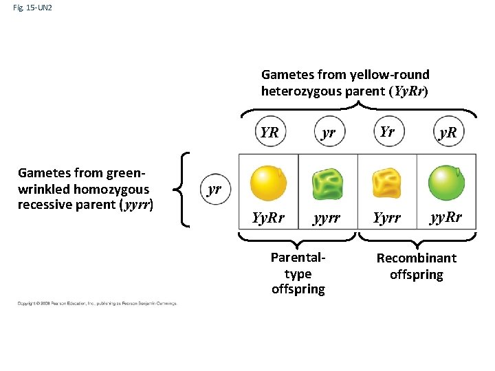 Fig. 15 -UN 2 Gametes from yellow-round heterozygous parent (Yy. Rr) Gametes from greenwrinkled