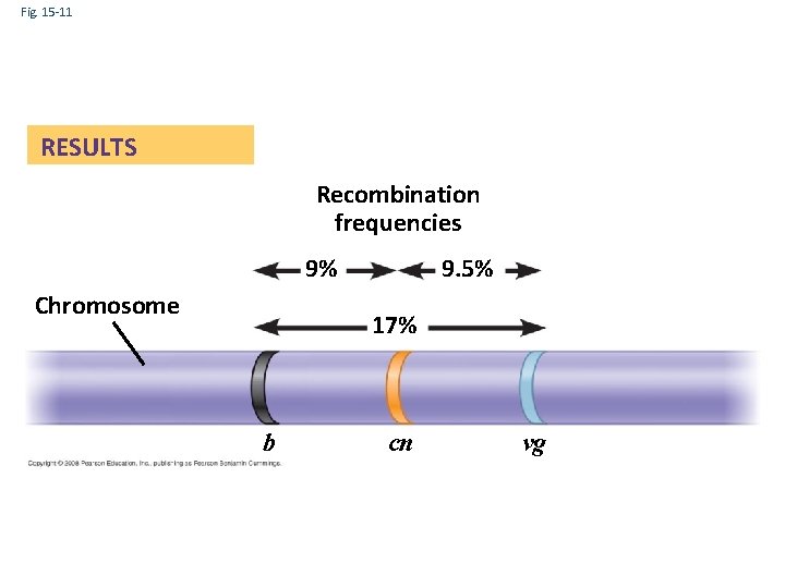 Fig. 15 -11 RESULTS Recombination frequencies 9% Chromosome 9. 5% 17% b cn vg