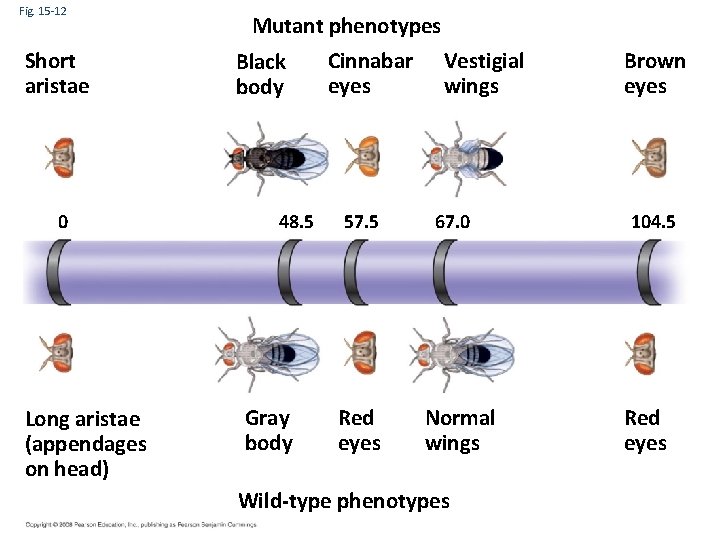 Fig. 15 -12 Short aristae 0 Long aristae (appendages on head) Mutant phenotypes Black