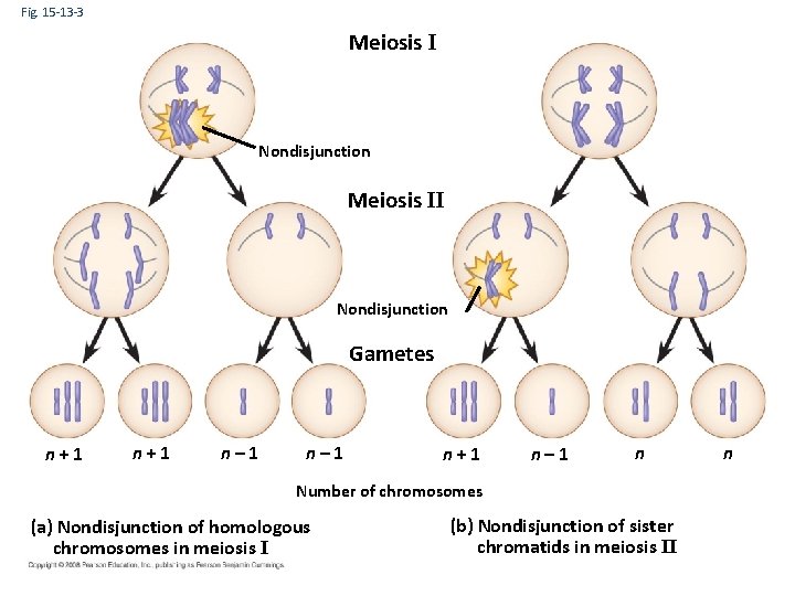 Fig. 15 -13 -3 Meiosis I Nondisjunction Meiosis II Nondisjunction Gametes n+1 n– 1