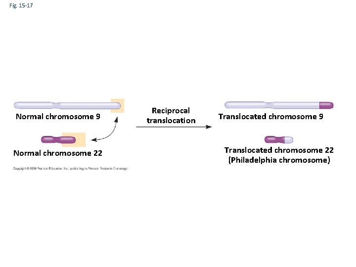 Fig. 15 -17 Normal chromosome 9 Normal chromosome 22 Reciprocal translocation Translocated chromosome 9