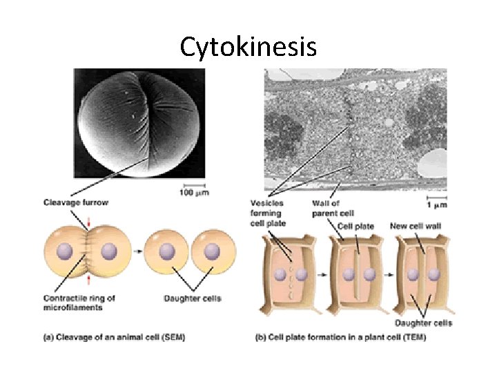 Cytokinesis 