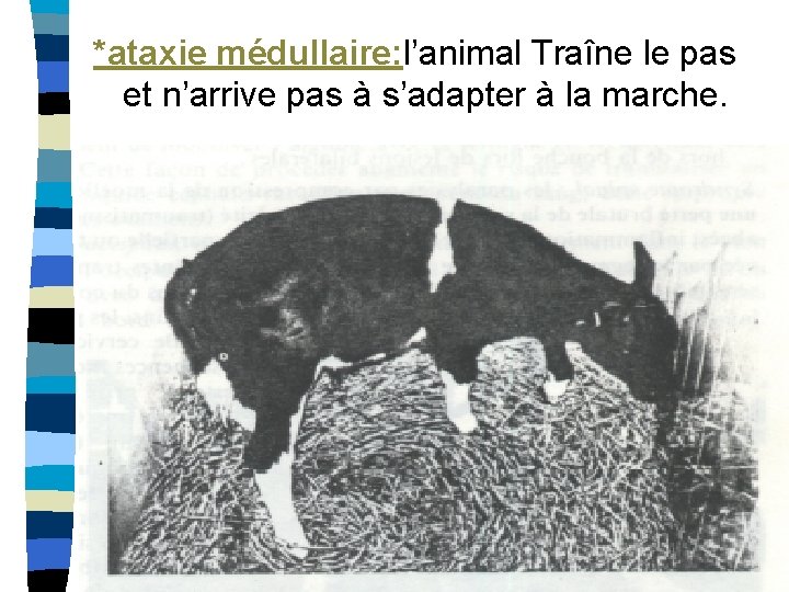 *ataxie médullaire: l’animal Traîne le pas et n’arrive pas à s’adapter à la marche.