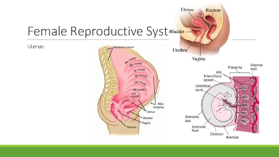 Female Reproductive System Uterus: 