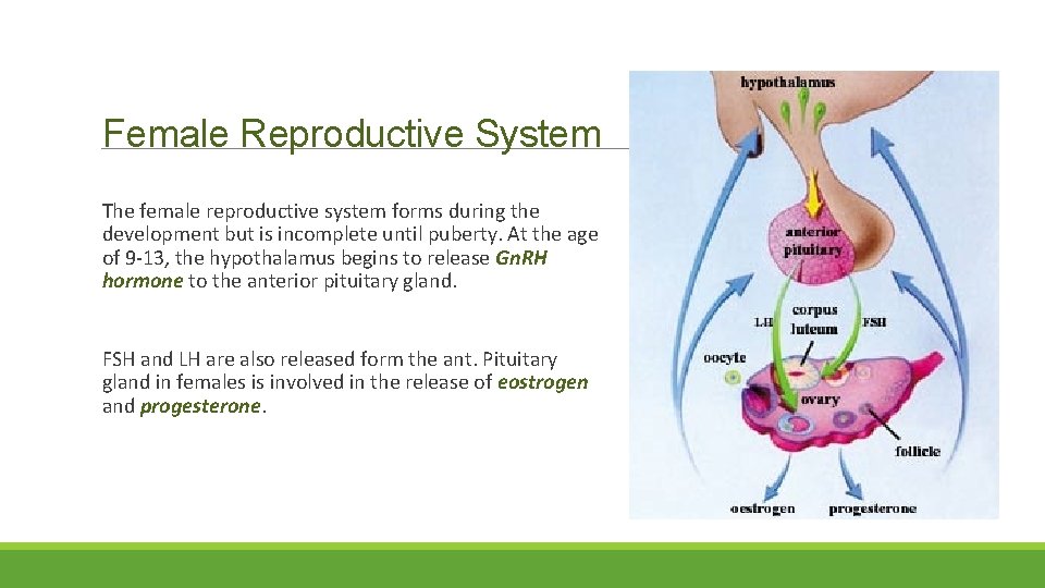 Female Reproductive System The female reproductive system forms during the development but is incomplete