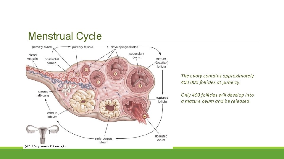 Menstrual Cycle The ovary contains approximately 400 000 follicles at puberty. Only 400 follicles