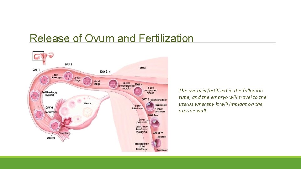 Release of Ovum and Fertilization The ovum is fertilized in the fallopian tube, and