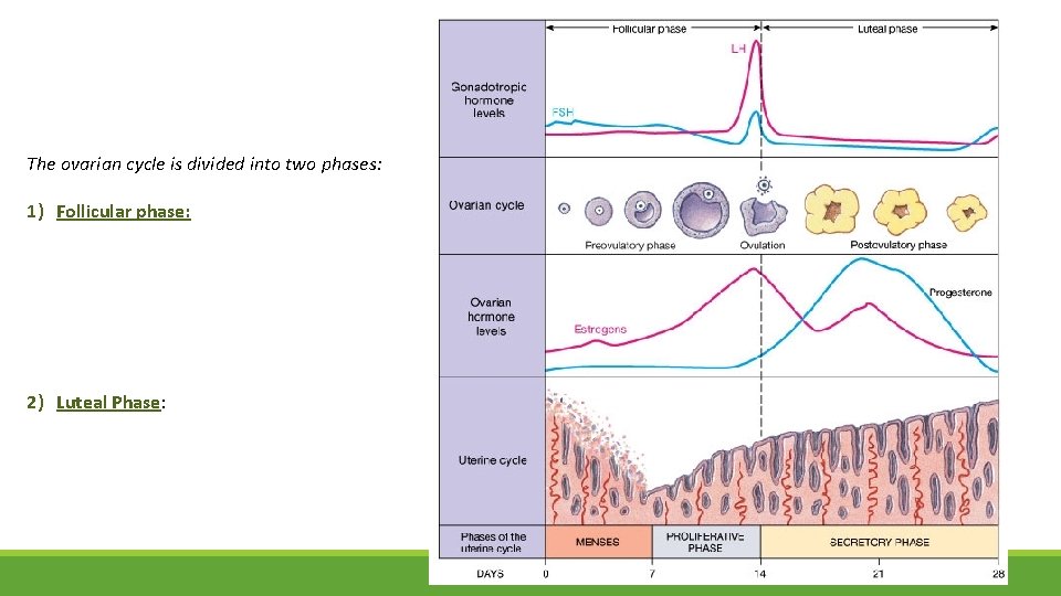 The ovarian cycle is divided into two phases: 1) Follicular phase: 2) Luteal Phase: