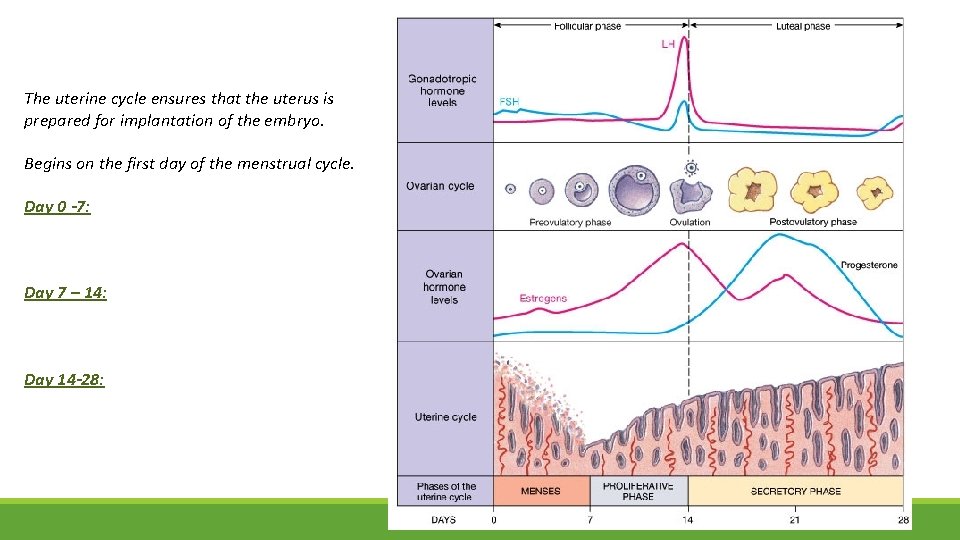 The uterine cycle ensures that the uterus is prepared for implantation of the embryo.