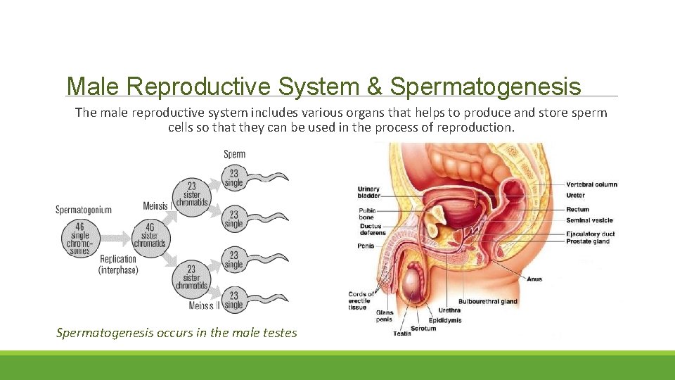 Male Reproductive System & Spermatogenesis The male reproductive system includes various organs that helps