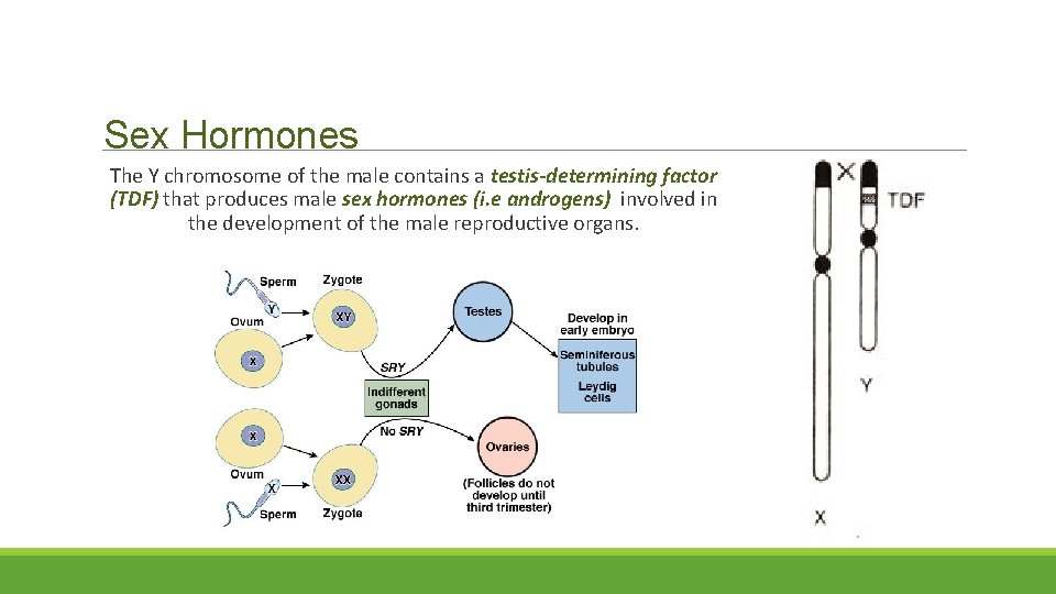 Sex Hormones The Y chromosome of the male contains a testis-determining factor (TDF) that