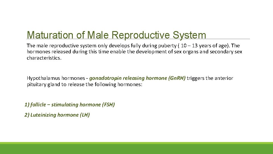 Maturation of Male Reproductive System The male reproductive system only develops fully during puberty