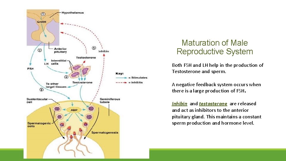 Maturation of Male Reproductive System Both FSH and LH help in the production of