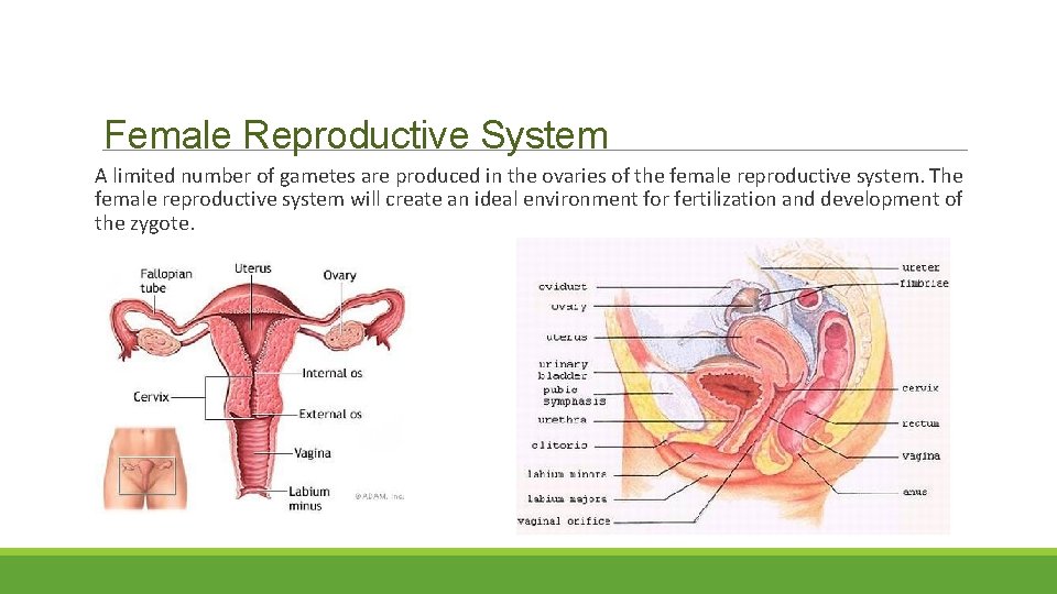 Female Reproductive System A limited number of gametes are produced in the ovaries of