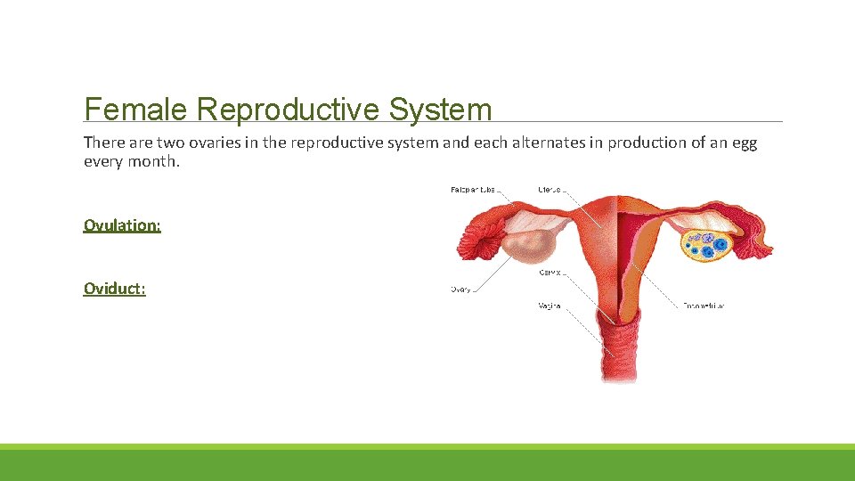 Female Reproductive System There are two ovaries in the reproductive system and each alternates