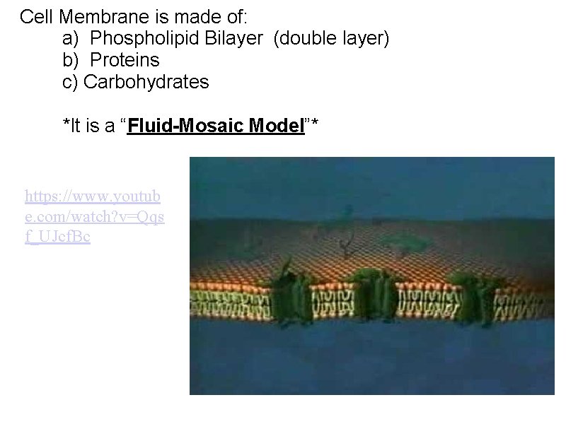 Cell Membrane is made of: a) Phospholipid Bilayer (double layer) b) Proteins c) Carbohydrates Cell Membrane is made of: a) Phospholipid Bilayer (double layer) b) Proteins c) Carbohydrates