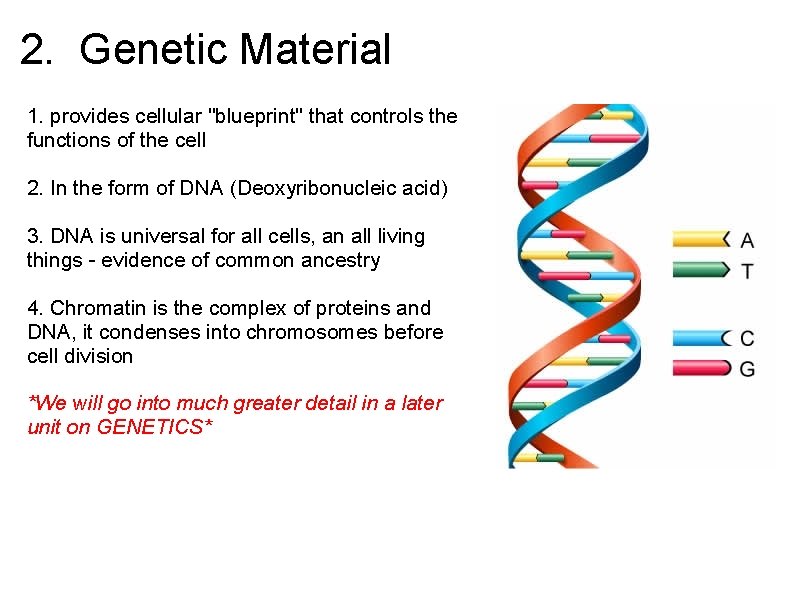 2. Genetic Material 1. provides cellular "blueprint" that controls the functions of the cell 2. Genetic Material 1. provides cellular "blueprint" that controls the functions of the cell
