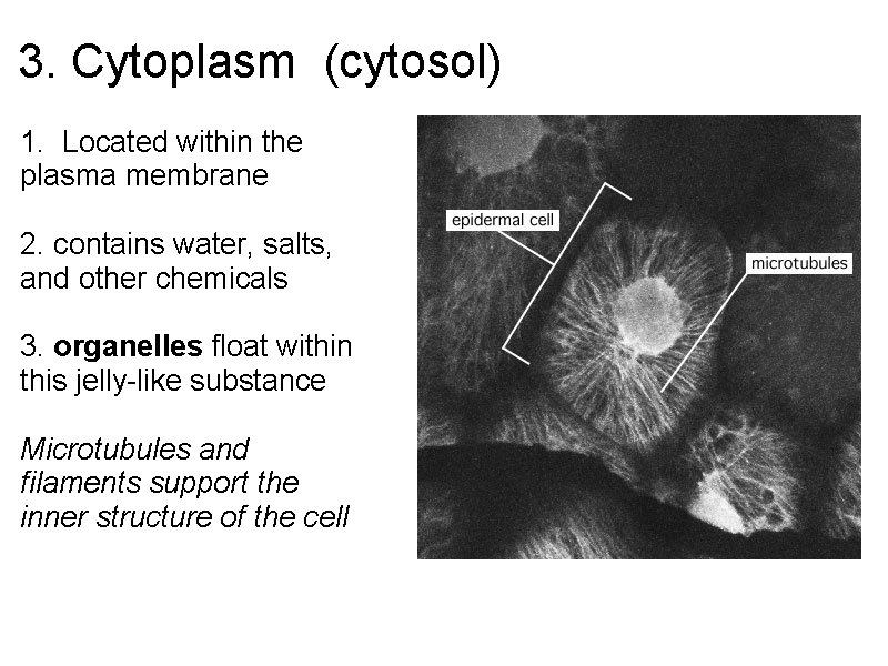 3. Cytoplasm (cytosol) 1. Located within the plasma membrane 2. contains water, salts, and 3. Cytoplasm (cytosol) 1. Located within the plasma membrane 2. contains water, salts, and