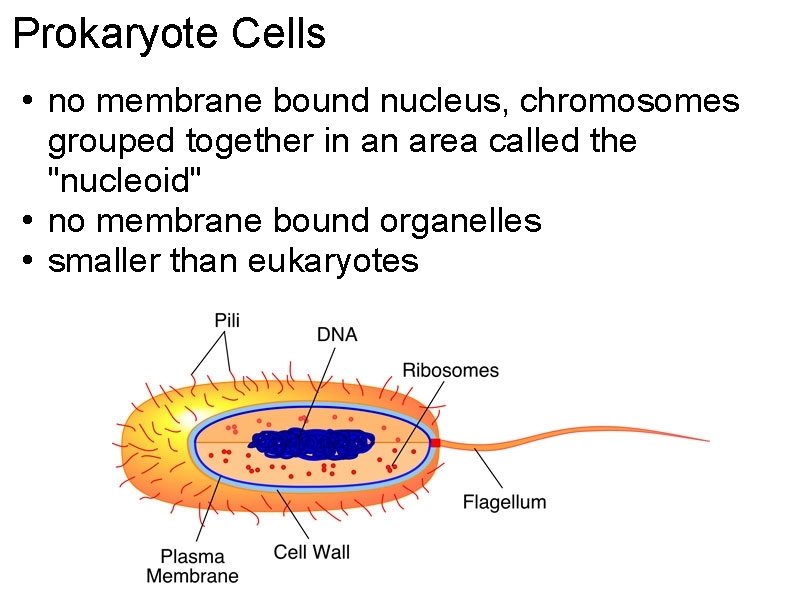 Prokaryote Cells • no membrane bound nucleus, chromosomes grouped together in an area called Prokaryote Cells • no membrane bound nucleus, chromosomes grouped together in an area called