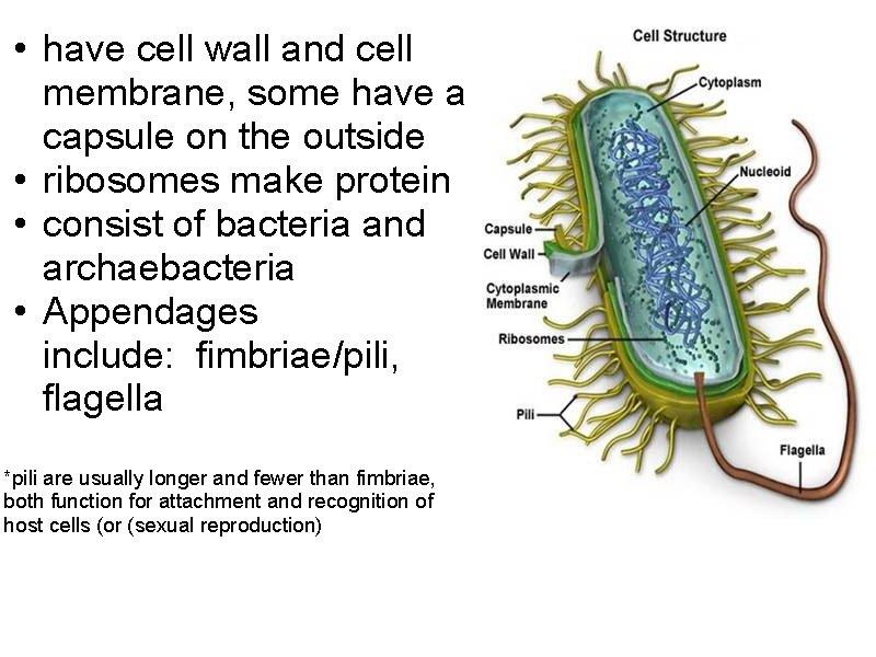 • have cell wall and cell membrane, some have a capsule on the • have cell wall and cell membrane, some have a capsule on the
