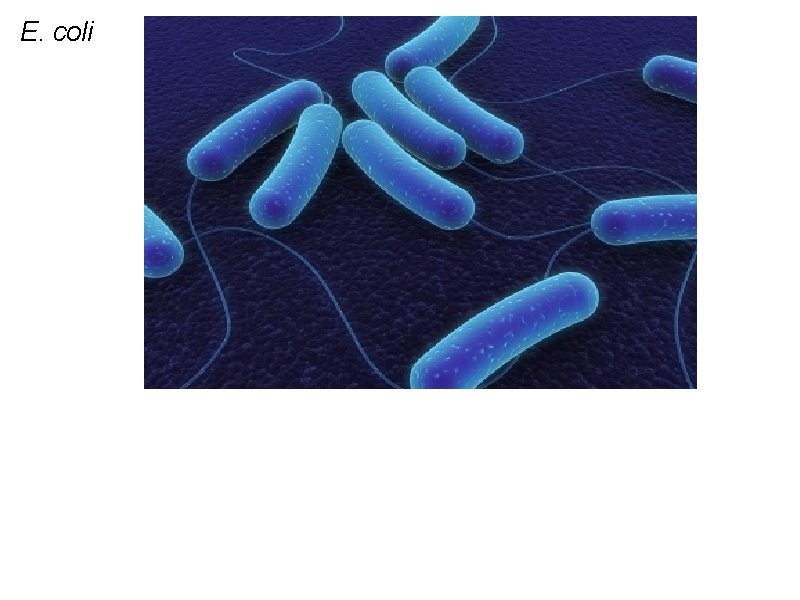 E. coli E. coli