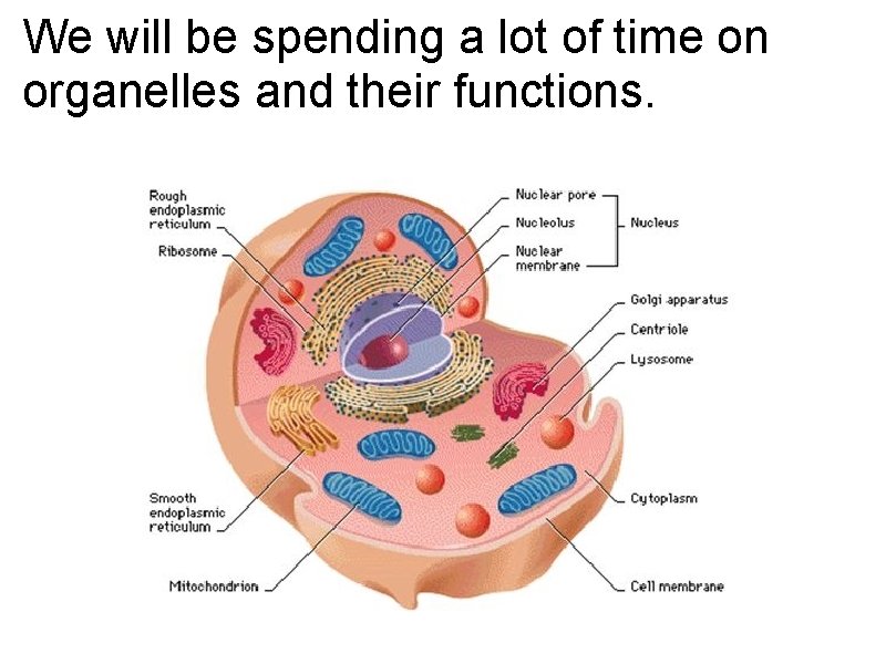 We will be spending a lot of time on organelles and their functions. We will be spending a lot of time on organelles and their functions.